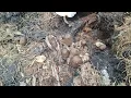 Download Lagu palm oil mushrooms never run out even though many people hunt them