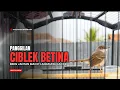 Download Lagu Suara Ciblek Betina Gacor Memanggil Jantan, Ampuh Mengatasi CIBLEK MACET Maupun Ciblek Bahan