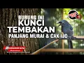 Download Lagu Kunci Tembakan Panjang Murai Batu dan Cucak Ijo Masteran Srigunting Abu Abu Gacor Isian Mewah