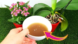 Floración INTENSA y DURADERA con este Abono Casero de 3 ingredientes - Fertilizante Casero