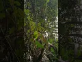 Download Lagu suara burung cucak kopi asli alam gunung Raung  explore ke hutan ketemu burung ini mantap suaranya