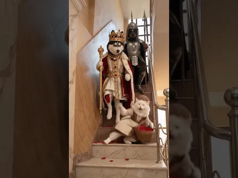The Royal Dog