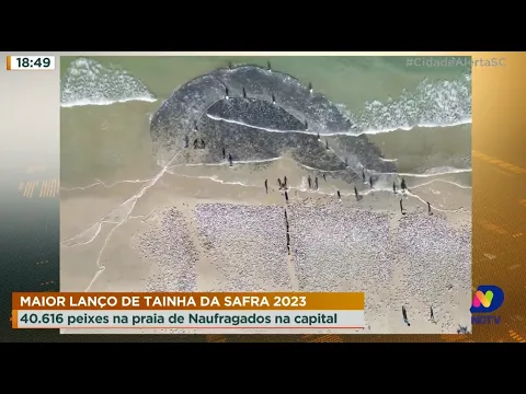 Maior lanço de tainha da safra 2023: 40.616 peixes na Praia de Naufragados em Florianópolis