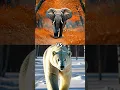 Lagu elephant vs rhinoceros vs hippo vs cheetah vs polar bear vs woolly mammoth(wild animal battle)