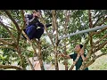Huong hid by climbing a tree, causing his mother to search for him for a long time