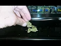 Orange cookie chem strain review