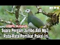 Download Lagu Suara Pergam Jumbo Rekaman Asli Di jamin Terpesona #suaraburung #pikat  #pergam