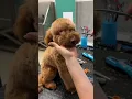 Teddy bear cut on a poodle