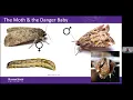 2026 Fall Armyworm Webinar