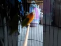 Download Lagu LOVE BIRD NGEKEK LAMA