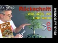 Download Lagu Bock auf Bonsai - Basics - Folge 10 - Rückschnitt - wie, was, wo und wann
