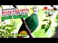 Download Lagu SUARA PIKAT BURUNG WALIK BETINA PUNAI DAUN COWO PEJANTAN PASTI DATANG