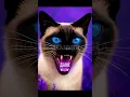 Download Lagu #сиамские #кошкассобачьимхарактером #фактыкоты #защитникдома #эмоциональныекошки