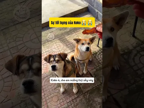 Tình bạn giữa 2 em cún #entertainment #dog #pets