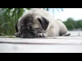 Snoozing Pug Snoring Softly on the Deck Dog Puppy ASMR Ambience to Relax Read Meditate Sleep