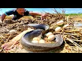 Top amazing unique fishing videos, picking up fish eggs in muddy water in the rice fields