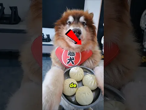 ¡Este Perro Arruinó el Cumpleaños de su Dueño! 😂🐶 #shorts #viral #new #dog