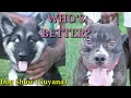 Download Lagu DOG SHOW!| BEST DOGS IN GUYANA