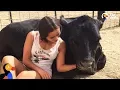 Teen Rescues Farm Animals From Craigslist Gives Them a Second Chance The Dodo