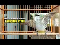 Download Lagu Trucukan GACOR ngalas ROPEL PANJANG suara alam AMPUH buat pancingan jadikan trucuk Gacor GARUDA