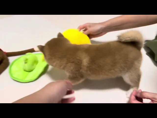 動画