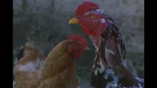 Mitos e Verdades - Ovo