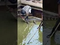 Download Lagu Om de krokodil tegen een aanval te beschermen, moest hij zijn bek met een masker bedekken