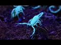 How to protect your home during scorpion season