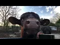 Cows whiskers