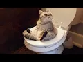 1 HOUR Funny Moments of Cats Funny Compilation - New Funny Cats Moments