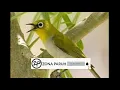 Download Lagu Suara burung pleci ngalas paling gacor dor