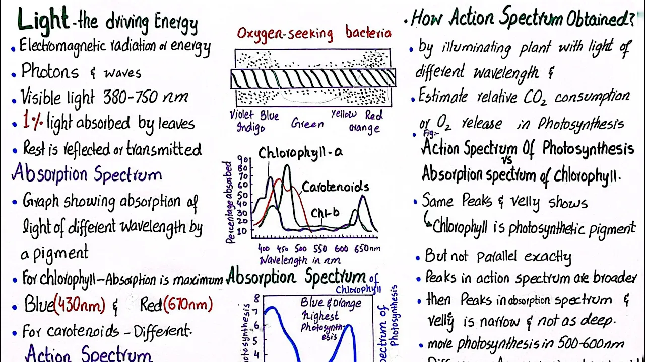 Light the driving energy | absorption spectrum and action spectrum | class 11