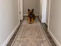 Stylish Hallway Rug Review