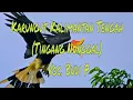 Download Lagu Karungut Kalimantan Tengah (Tingang Nunggal)