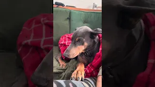 #fypシ #Fyp #Dream #doberman #pets