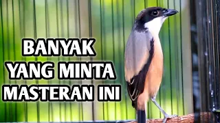 banyak yang minta masteran cendet ini silahkan di download