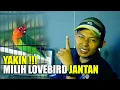 Lagu Yakin Milih Lovebird Jantan !!! INI ALASANNYA
