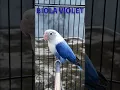 Lovebird Biola Violet | Violet Opaline Lovebird | Ternak Lovebird | Breeding Lovebird #Shorts