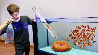 adding 500x clownfish to anemone with big clear slide this happened