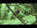 Gentle Piano & Bird Sounds |  Soothing Nature Music for Deep Relaxation & Sleep