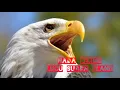 Nada dering lucu : suara elang Indonesia