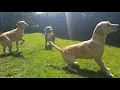 Cockerdor sisters play ball Cockerdors Cocker Spaniel x Labrador