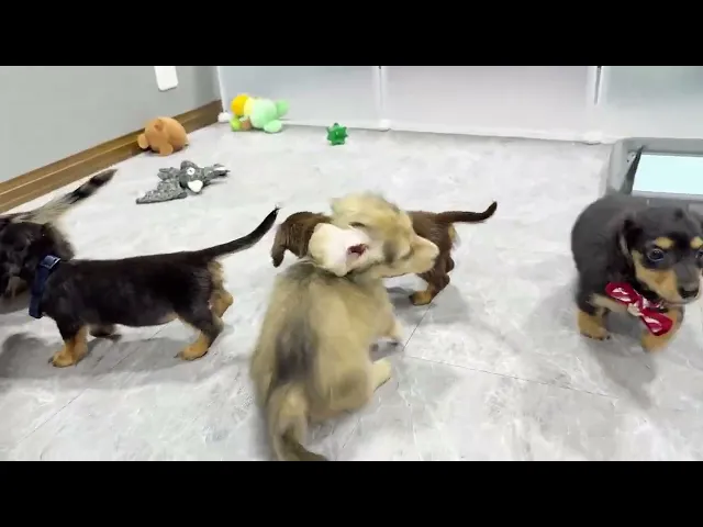 動画