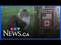Cat keeps crossing the U S -Canada border