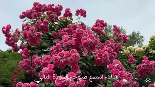 انت الحبيب باسم الكربلائي 