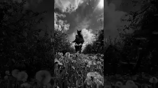 ايمي هيتاري أمل تألق وارتقى بدون موسيقى 