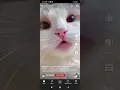 Download Lagu Cat meowing #trending #youtube#cute