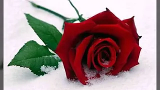 الفنان سليم درويش      نظرات اعجاب دندنها