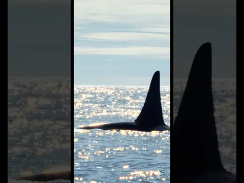 Dreamy Orca