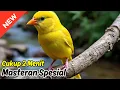 Download Lagu Suara ocehan kenari Terbaru: Bikin masteran kenari terbaik Makin Ngeroll Panjang